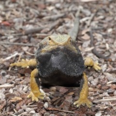 Pogona barbata at Downer, ACT - suppressed