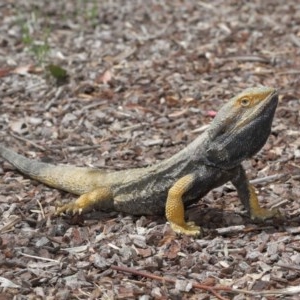 Pogona barbata at Downer, ACT - suppressed