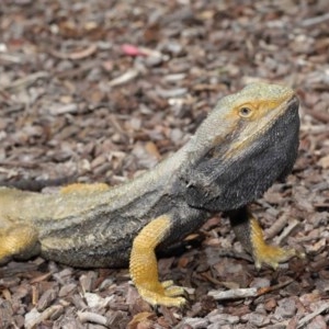 Pogona barbata at Downer, ACT - suppressed