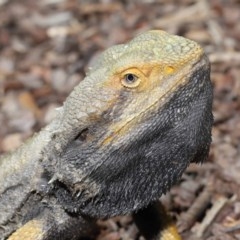 Pogona barbata at Downer, ACT - suppressed