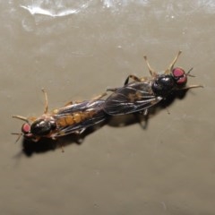 Australoactina sp. (genus) at Acton, ACT - 29 Oct 2020 12:10 PM