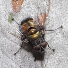 Rutilia (Donovanius) sp. (genus & subgenus) (A Bristle Fly) at ANBG - 29 Oct 2020 by TimL