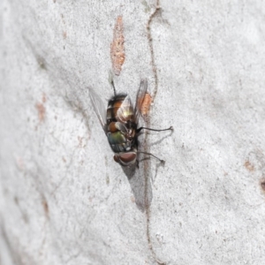 Rutilia (Donovanius) sp. (genus & subgenus) at Acton, ACT - 29 Oct 2020