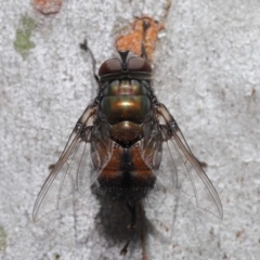 Rutilia (Donovanius) sp. (genus & subgenus) at Acton, ACT - 29 Oct 2020