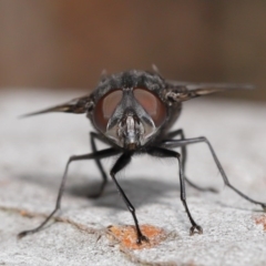 Rutilia (Donovanius) sp. (genus & subgenus) at Acton, ACT - 29 Oct 2020