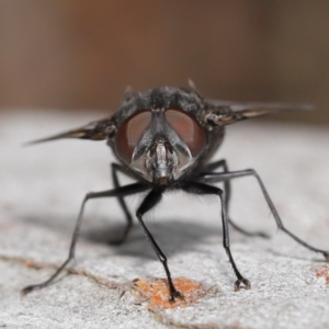 Rutilia (Donovanius) sp. (genus & subgenus) at Acton, ACT - 29 Oct 2020