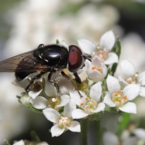 Psilota sp. (genus) at Acton, ACT - 29 Oct 2020