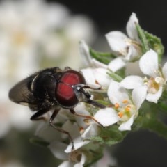 Psilota sp. (genus) at Acton, ACT - 29 Oct 2020