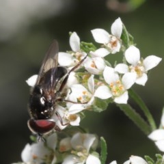 Psilota sp. (genus) at Acton, ACT - 29 Oct 2020