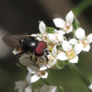 Psilota sp. (genus) at Acton, ACT - 29 Oct 2020