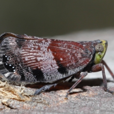 Platybrachys decemmacula (Green-faced gum hopper) at Downer, ACT - 29 Oct 2020 by TimL