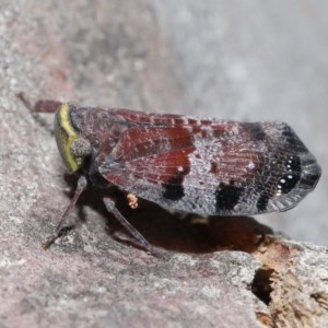 Platybrachys decemmacula at Downer, ACT - 29 Oct 2020