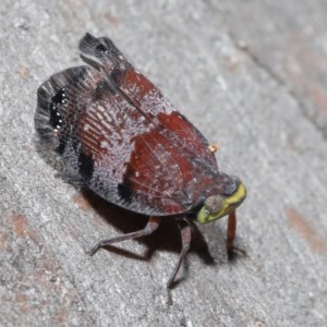 Platybrachys decemmacula at Downer, ACT - 29 Oct 2020 11:22 AM