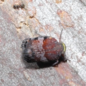 Platybrachys decemmacula at Downer, ACT - 29 Oct 2020 11:22 AM