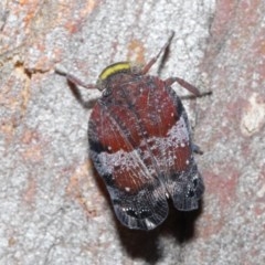 Platybrachys decemmacula at Downer, ACT - 29 Oct 2020 11:22 AM