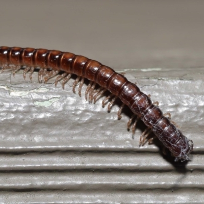 Diplopoda sp. (class) (Unidentified millipede) at Downer, ACT - 28 Oct 2020 by TimL