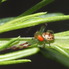 Acari (informal subclass) (Unidentified mite) at Acton, ACT - 1 Nov 2020 by TimL