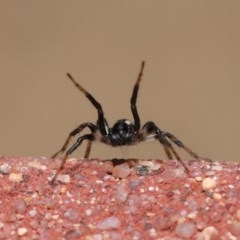 Zodariidae (family) (Unidentified Ant spider or Spotted ground spider) at Acton, ACT - 23 Oct 2020 by TimL