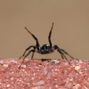 Zodariidae (family) at Acton, ACT - 23 Oct 2020