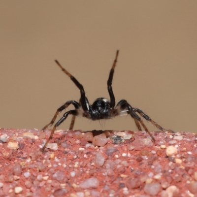 Zodariidae (family) (Unidentified Ant spider or Spotted ground spider) at ANBG - 23 Oct 2020 by TimL
