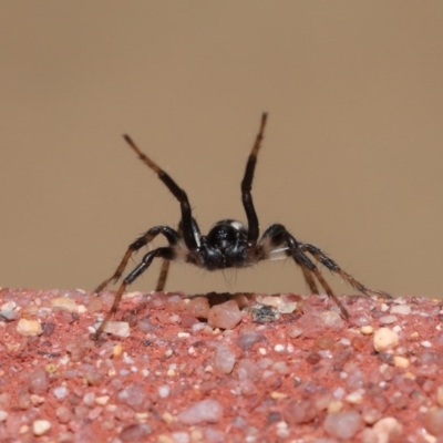 Zodariidae (family) (Unidentified Ant spider or Spotted ground spider) at Acton, ACT - 23 Oct 2020 by TimL