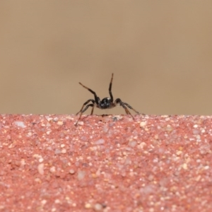 Zodariidae (family) at Acton, ACT - 23 Oct 2020