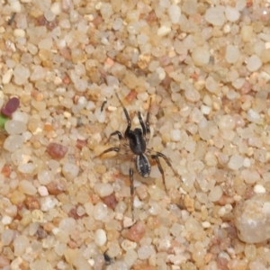 Zodariidae (family) at Acton, ACT - 23 Oct 2020