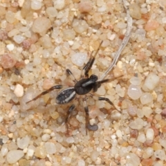 Zodariidae (family) at Acton, ACT - 23 Oct 2020