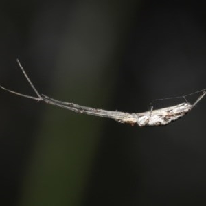Tetragnatha sp. (genus) at Downer, ACT - 28 Oct 2020