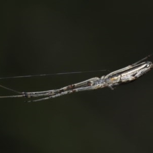 Tetragnatha sp. (genus) at Downer, ACT - 28 Oct 2020