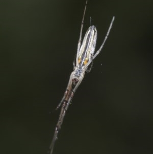 Tetragnatha sp. (genus) at Downer, ACT - 28 Oct 2020