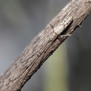 Tetragnatha sp. (genus) at Downer, ACT - 28 Oct 2020