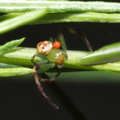 Tharrhalea pulleinei (Pulleine's Crab Spider) at ANBG - 1 Nov 2020 by TimL