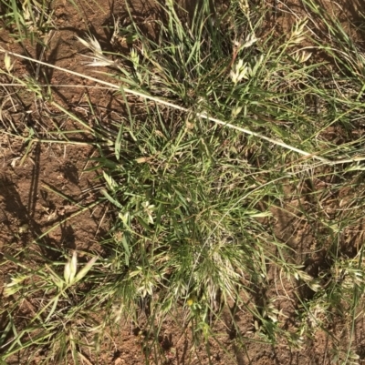 Rytidosperma carphoides (Short Wallaby Grass) at Griffith, ACT - 2 Nov 2020 by ianandlibby1