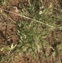 Rytidosperma carphoides (Short Wallaby Grass) at Bass Gardens Park, Griffith - 2 Nov 2020 by ianandlibby1