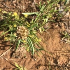 Euchiton sphaericus at Griffith, ACT - 2 Nov 2020