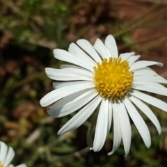 Brachyscome dentata (Lobe-Seed Daisy) at Wambrook, NSW - 2 Nov 2020 by Mike