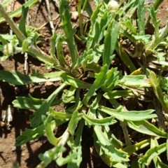 Brachyscome dentata at Wambrook, NSW - 2 Nov 2020