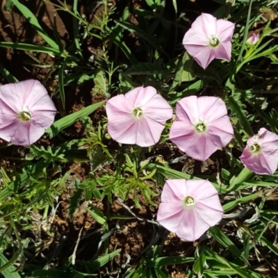 Convolvulus angustissimus subsp. angustissimus (Australian Bindweed) at Wambrook, NSW - 2 Nov 2020 by Mike