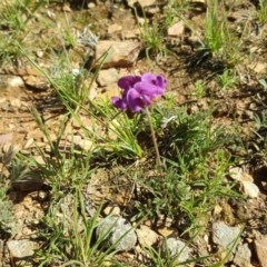 Swainsona sp. at Wambrook, NSW - 2 Nov 2020 by Mike