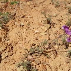 Swainsona sp. at Wambrook, NSW - 2 Nov 2020