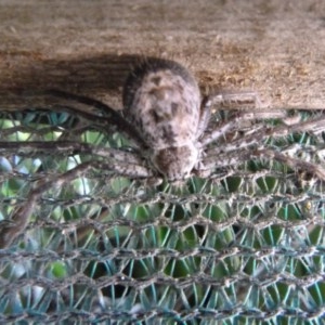 Sparassidae (family) at Tathra, NSW - 2 Nov 2020