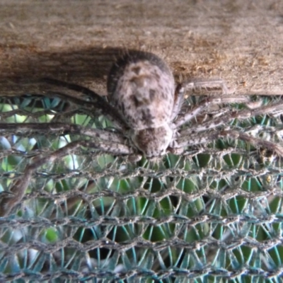 Sparassidae (family) (A Huntsman Spider) at Tathra Public School - 2 Nov 2020 by TathraPreschool