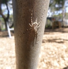 Tamopsis sp. (genus) (Two-tailed spider) at Tathra, NSW - 2 Nov 2020 by TathraPreschool