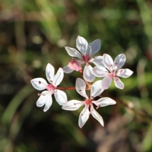 Burchardia umbellata at Gundaroo, NSW - 2 Nov 2020