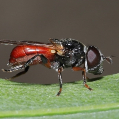 Psilota rubra (Red-tailed hoverfly) at ANBG - 1 Nov 2020 by TimL