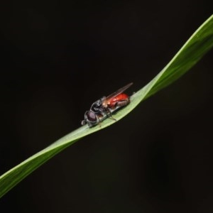 Psilota rubra at Acton, ACT - 1 Nov 2020