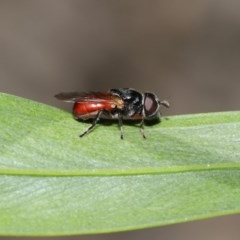 Psilota rubra at Acton, ACT - 1 Nov 2020