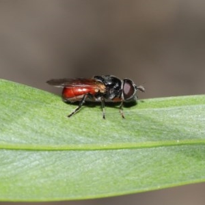 Psilota rubra at Acton, ACT - 1 Nov 2020