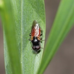 Psilota rubra at Acton, ACT - 1 Nov 2020